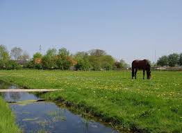 Schilderen in het weiland